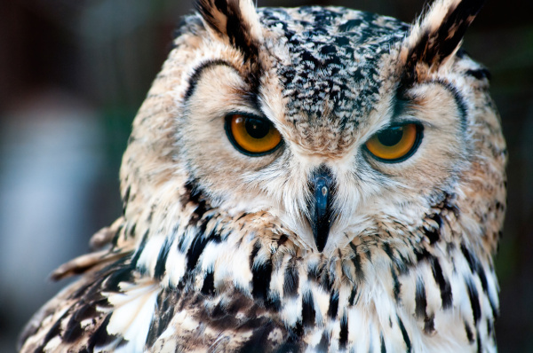 owl close up portrait