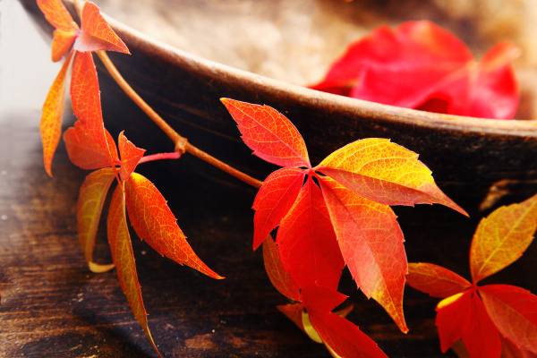 changing colours of autumn