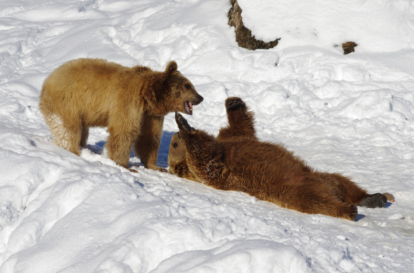 tierpark arth goldau bear - Royalty free image #9408606 | PantherMedia ...