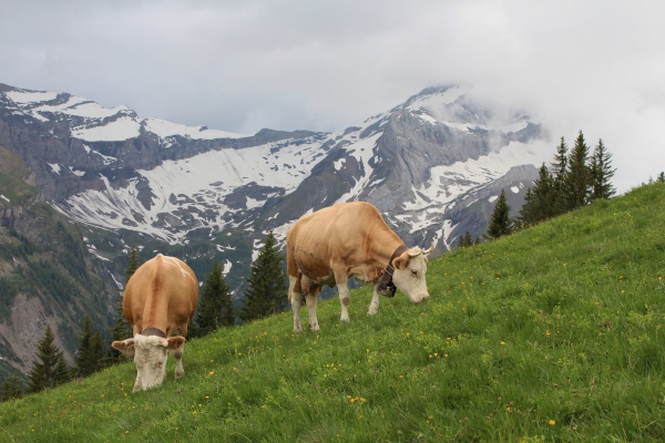 grazing simmental cows in the bernese