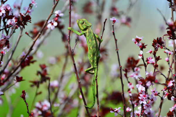green chameleon swinging on a branch