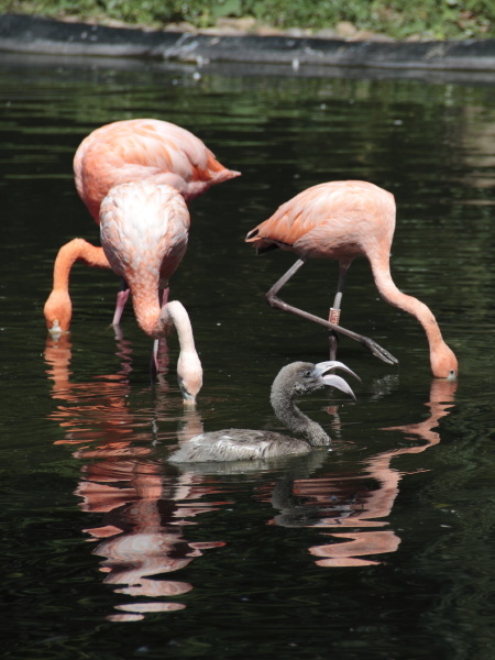 flamingos with kitten