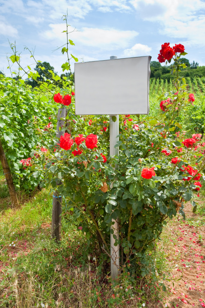 rosebush near vine beds