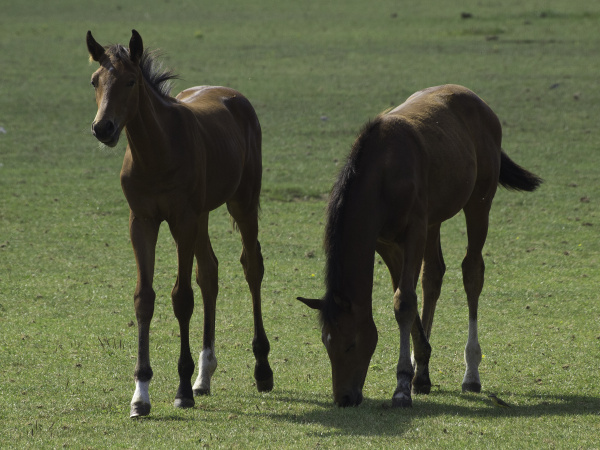 horses in the muensterland