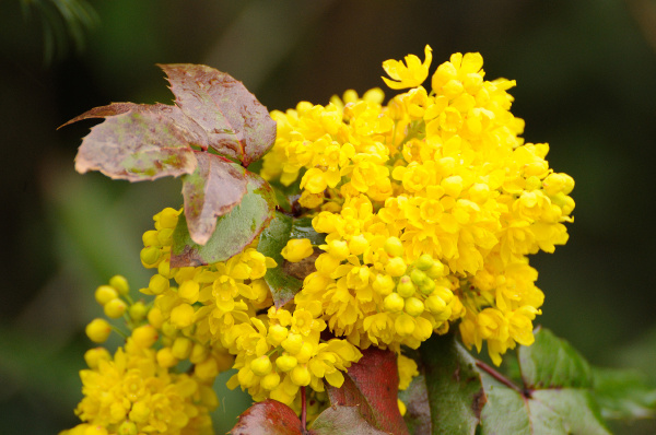 spring yellow flowers in fulda
