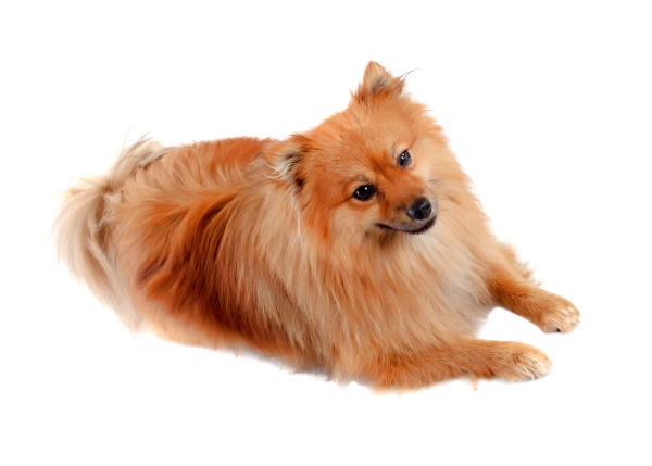 beautiful pomeranian dog