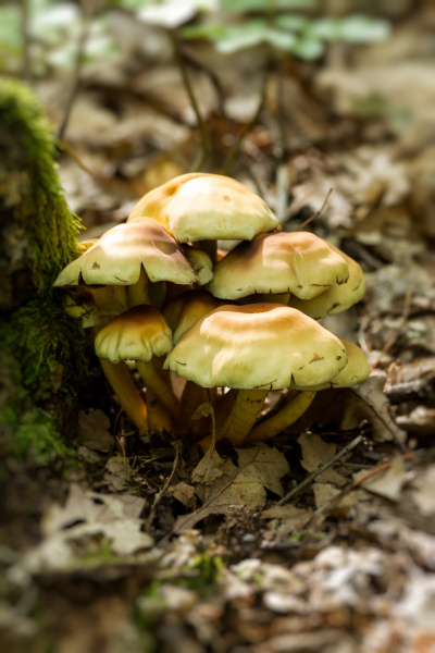 sulphur tuft a poisonous mushroom