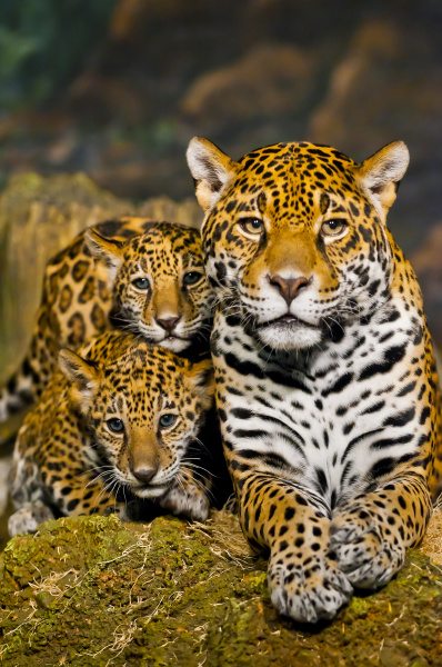jaguar cubs