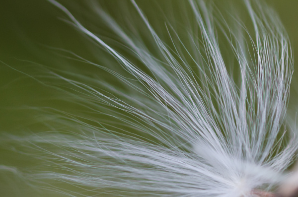 nature abstract milkweed fibers