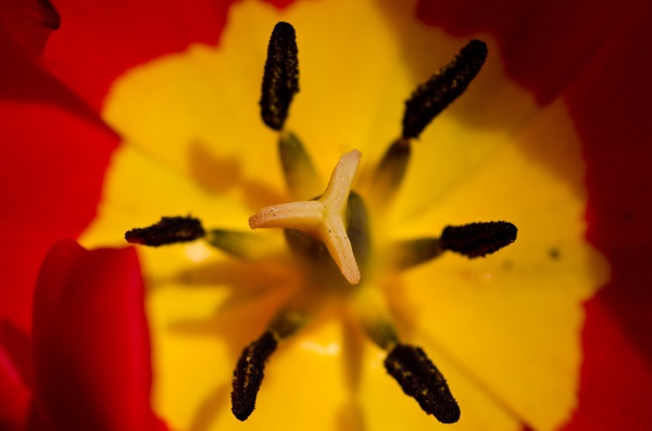 nature abstract tulip stamen