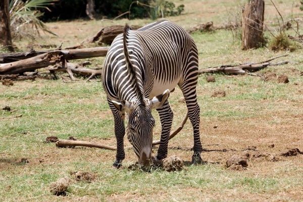 grevy s zebra equus grevyi