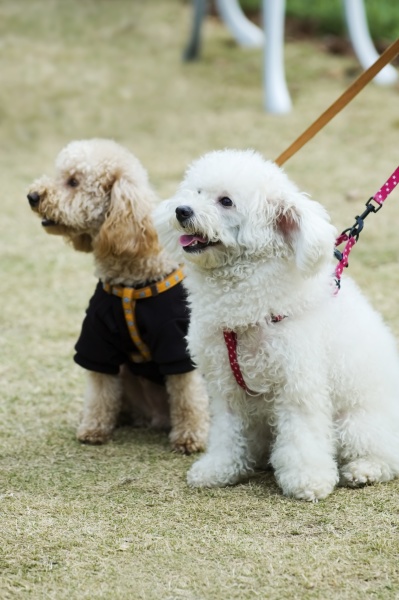 two adorable dogs