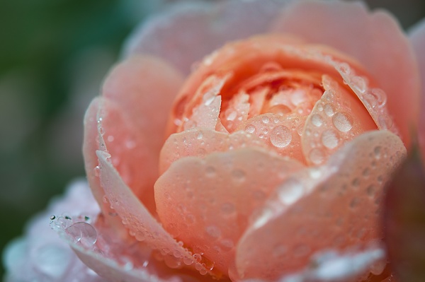 rose after the rain