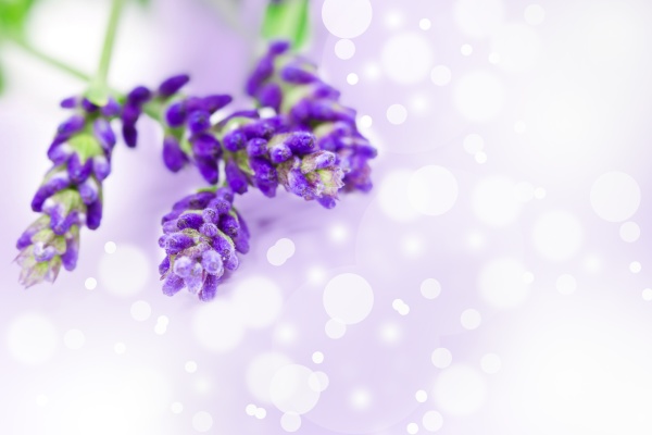 Media-id 11963092