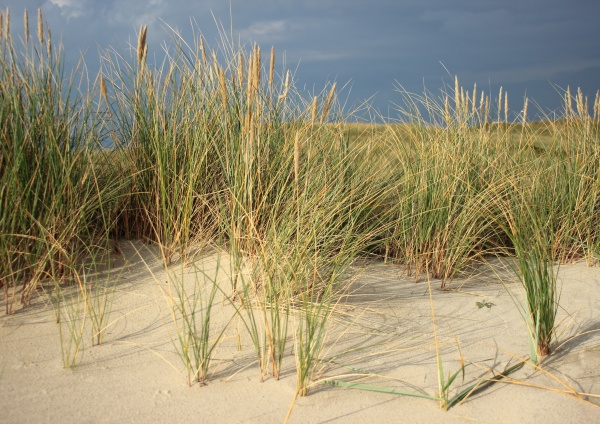 wild leymus plant on sand dune