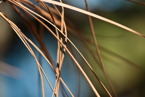 natures abstract dried pine needles