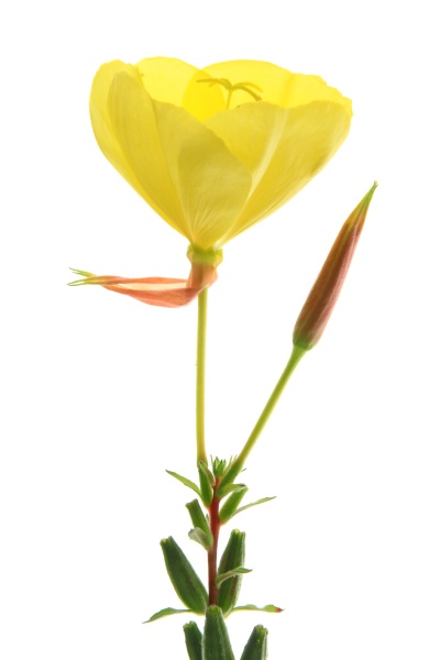 common evening primrose oenothera biennis