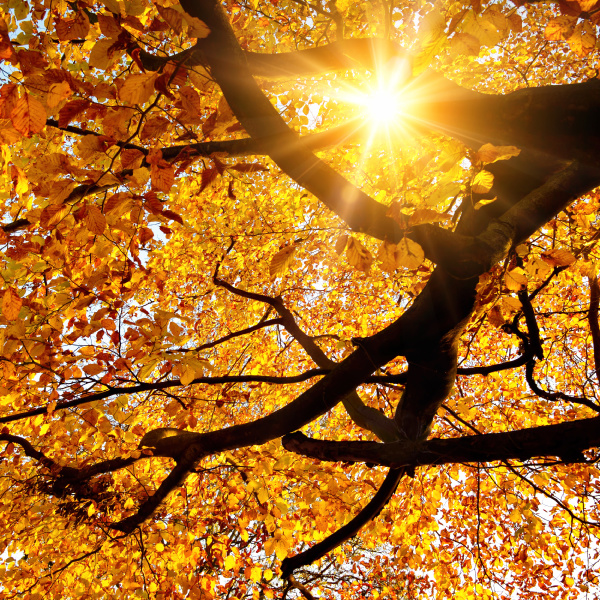 sun shines through tree in autumn