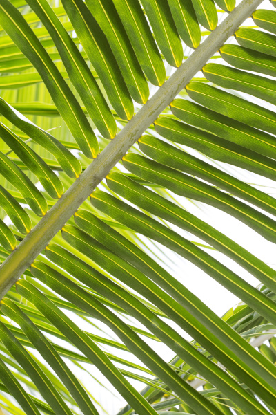 closeup of beautiful palm trees