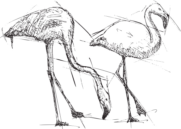 sketch illustration of flamingos