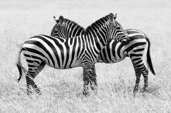 x ing zebras