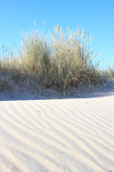 sand dune and wild leymus plant