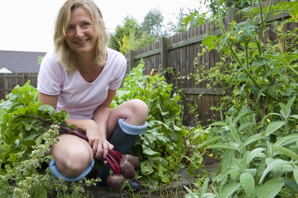woman harvesting fresh beetroot from garden