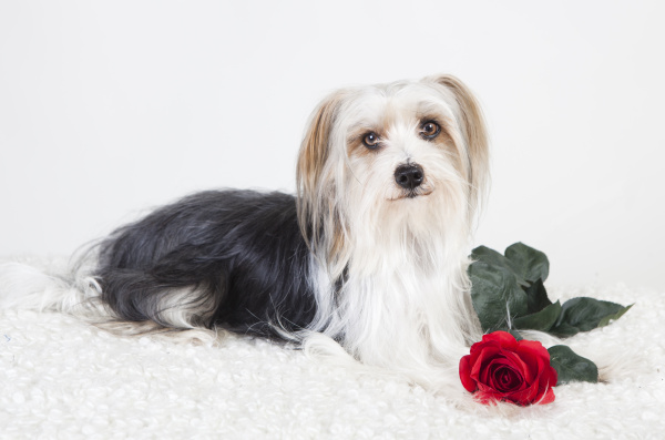little dog with rose