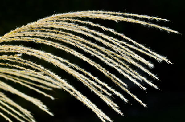 nature abstract pampas grass