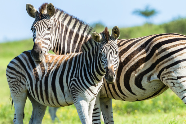 zebra calf wildlife