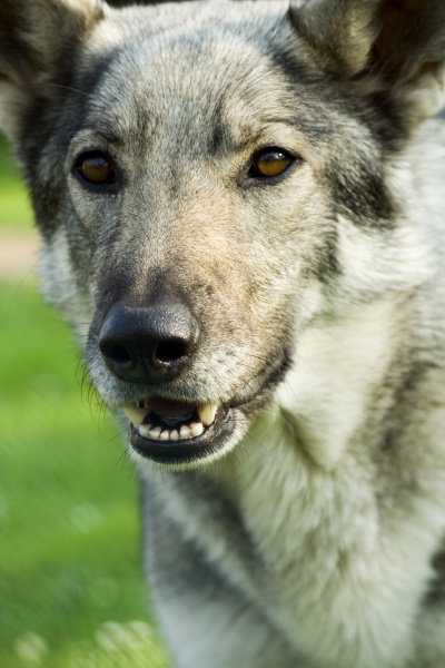 dog watchdog teeth bite biting wolf