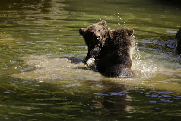 brown bear ursus arctos mammalia bears