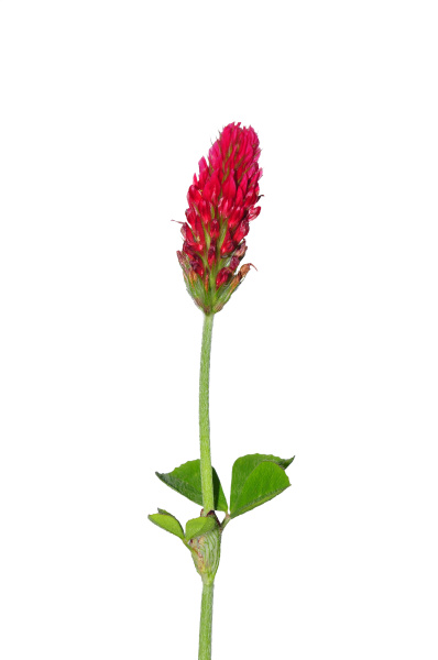 incarnate clover trifolium incarnatum