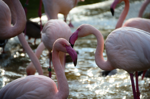 flamingos im zoo