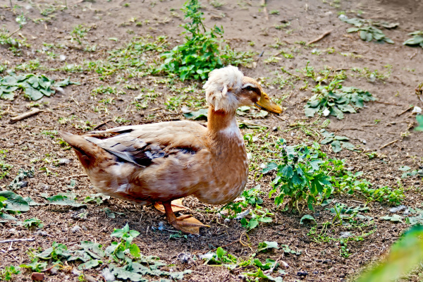 duck tufted