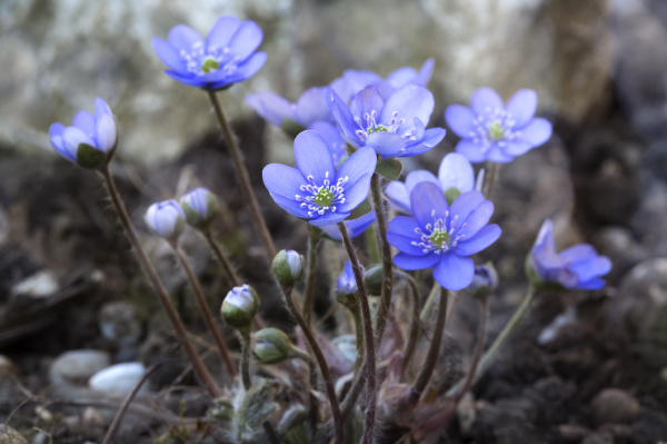 Liver flower Hepatica nobilis close-up - Stock Photo #13882387 ...