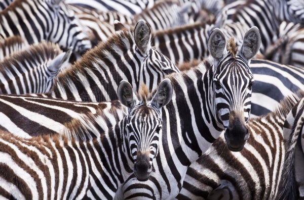 a group of zebras equus