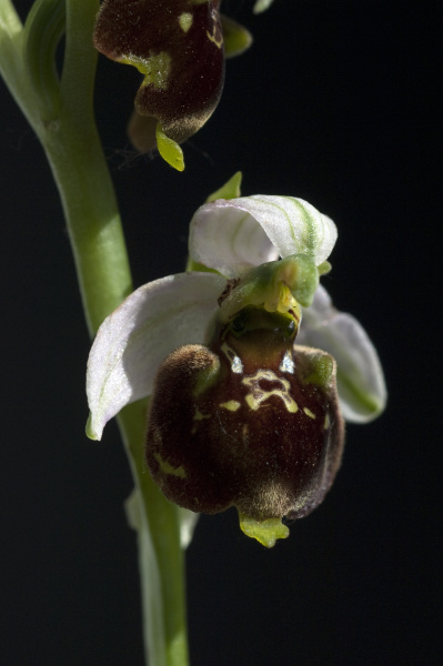 hummel ragwurz ophrys holoserica