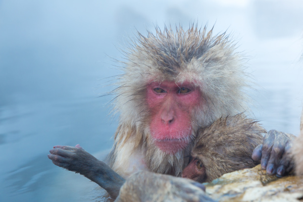 snow monkey macaque onsen
