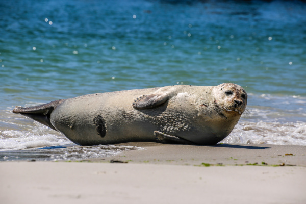 cone seal on the beach of