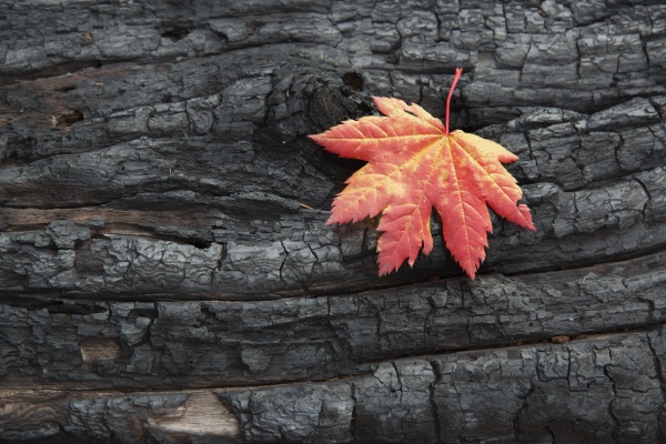 a red brown maple leaf on