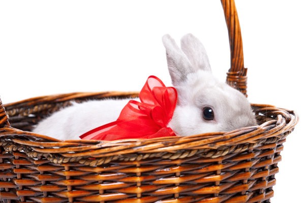 white rabbit with ribbon white rabbit