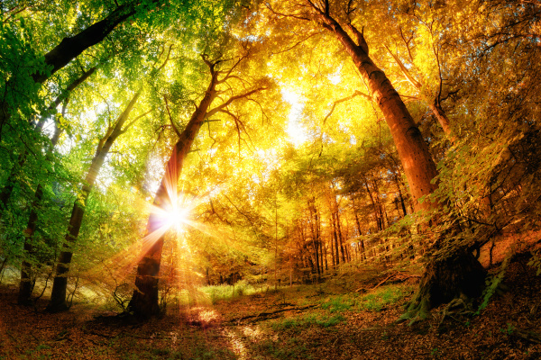 magic forest