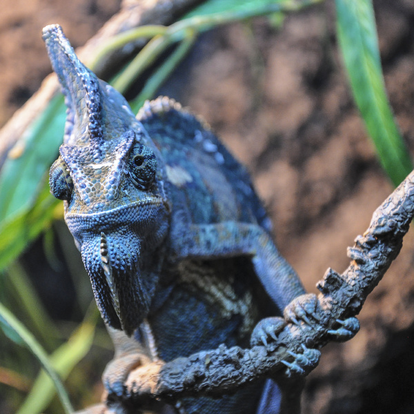single chameleon on a branch