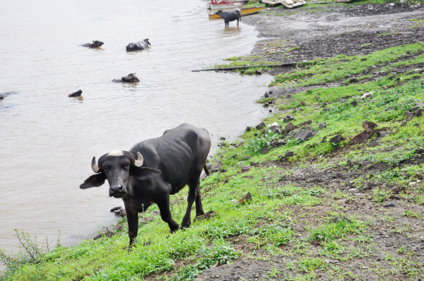 young water buffalo with a white