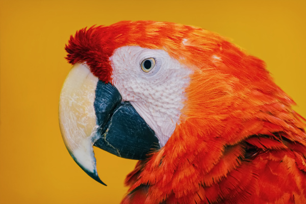 the macaw parrot