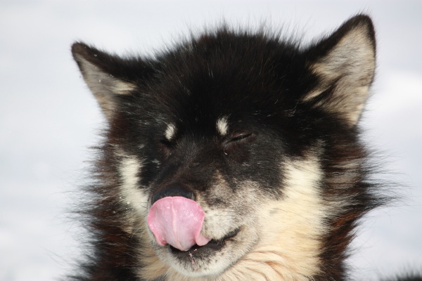 sled dog in greenland close up