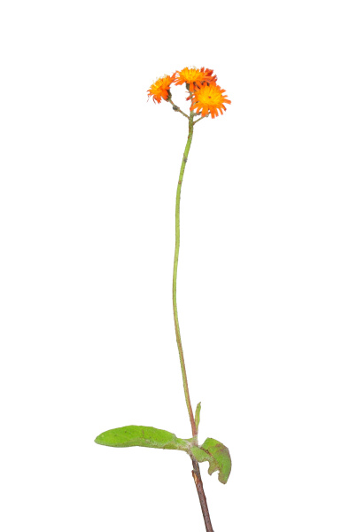 orange red hawksweed hieracium aurantiacum