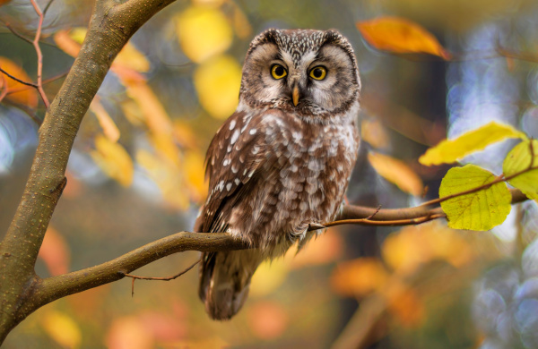 boreal owlin autumn leaves