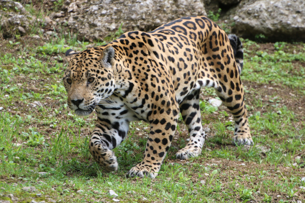 Jaguar schleicht sich an Beute ran - Stock Photo #15904837 ...